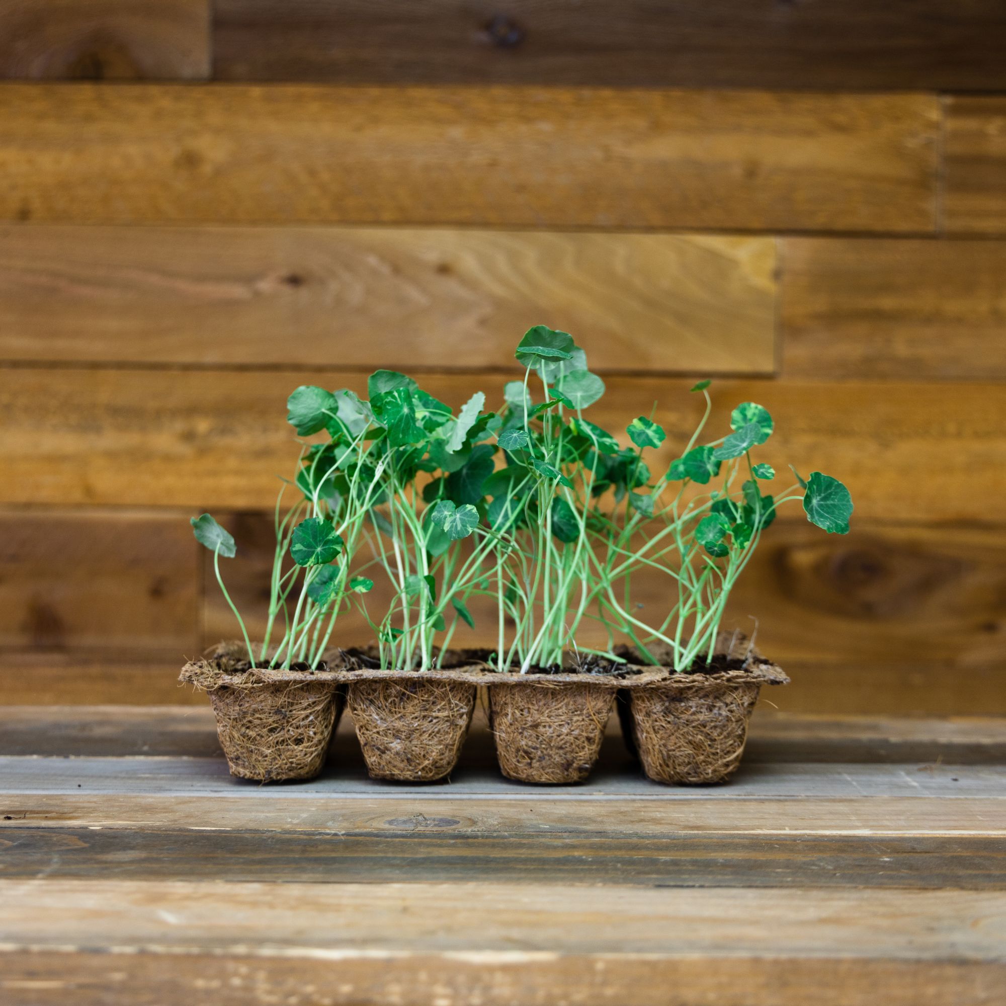 Coconut Fiber 8 Cell Seed Starting Tray - 48 Pack - Eco Friendly, Biodegradable Garden Seed Starting - Coco Coir Planters